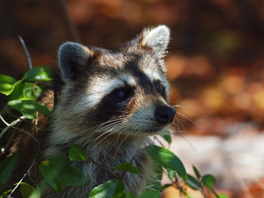 Amerikanischer Waschbär