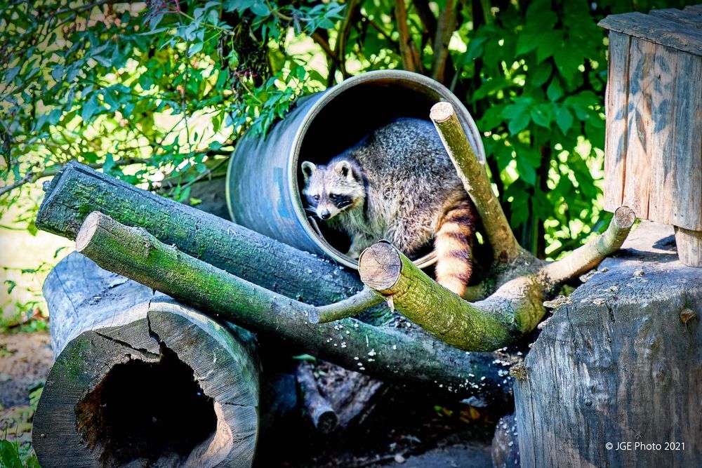 Amerikanischer Waschbär in seiner Tonne