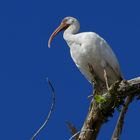 amerikanischer weisser Ibis