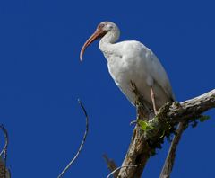 amerikanischer weisser Ibis