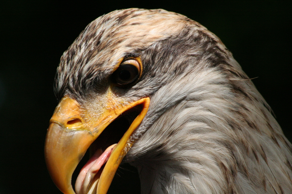 Amerikanischer Weißkopf-Seeadler