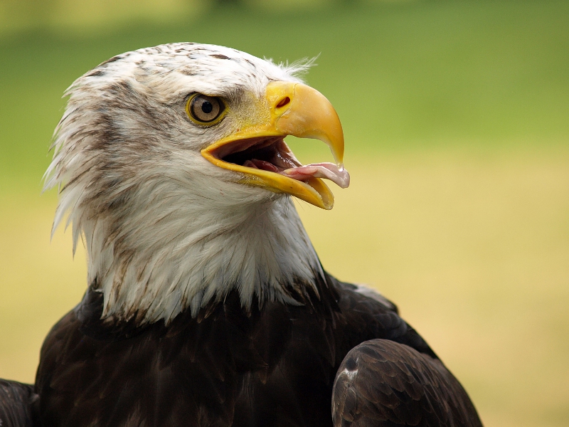 Amerikanischer Weißkopf Seeadler