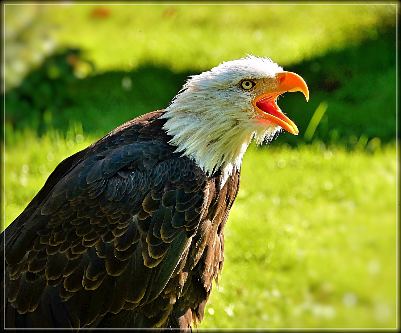 Amerikanischer Weißkopf-Seeadler