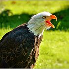 Amerikanischer Weißkopf-Seeadler