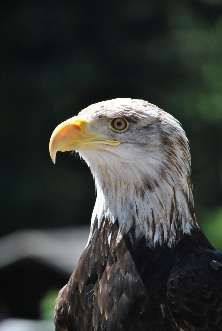 Amerikanischer Weisskopfseeadler