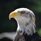 Amerikanischer Weisskopfseeadler