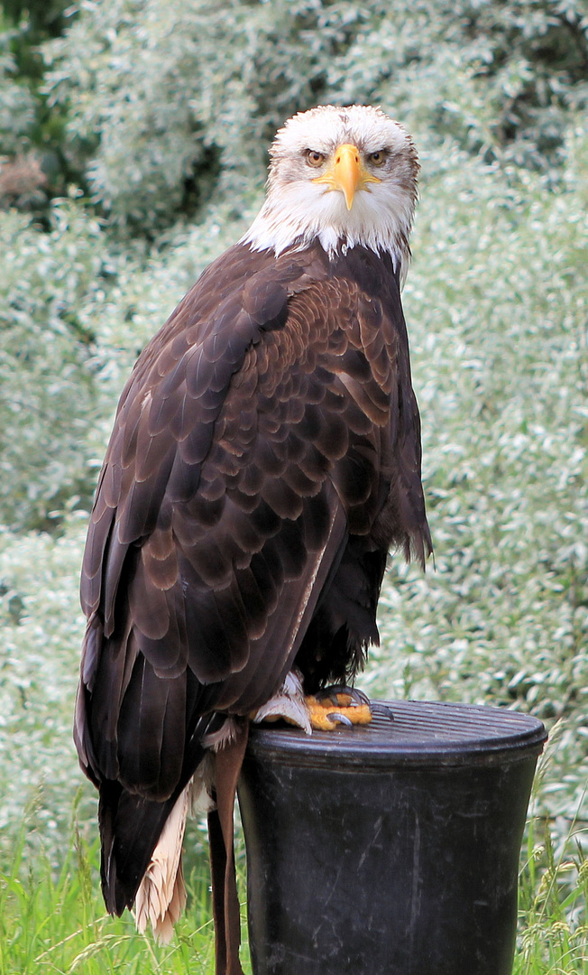 Amerikanischer Weißkopfseeadler