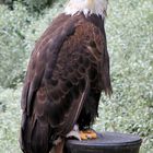 Amerikanischer Weißkopfseeadler