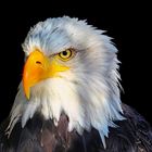 Amerikanischer Weisskopfseeadler