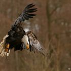 Amerikanischer Weißkopfseeadler beim Landemanöver ;-)