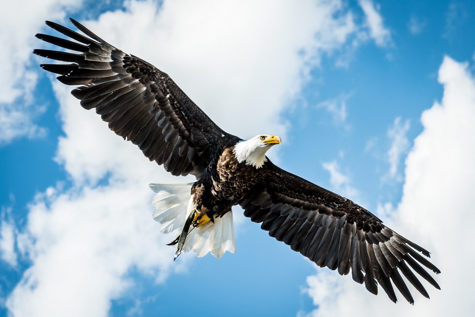 Amerikanischer Weißkopfseeadler