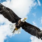 Amerikanischer Weißkopfseeadler