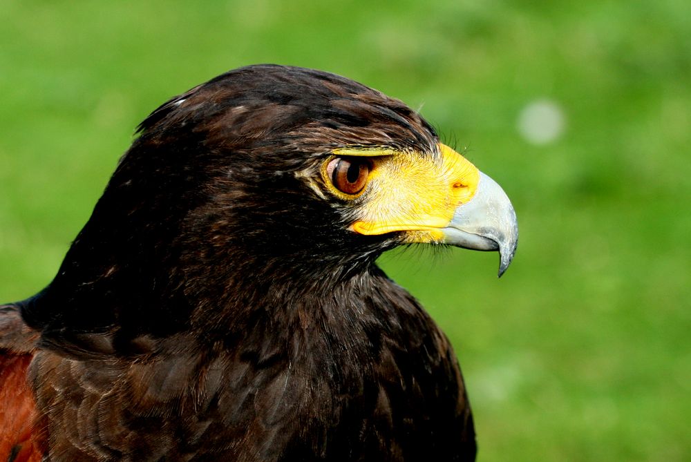 Amerikanischer Wüstenbussard