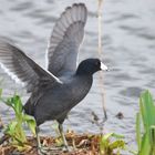 Amerikanisches Blässhuhn - American Coot