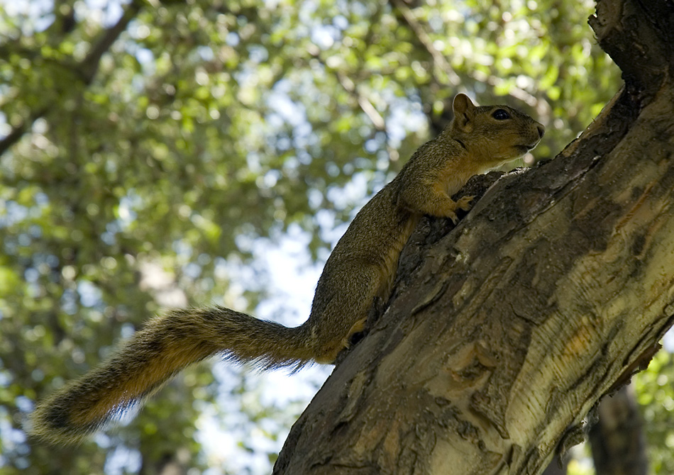 Amerikanisches Eichhörnchen