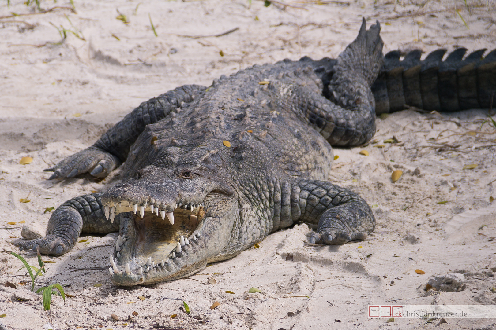 Amerikanisches Krokodil in Mexiko Foto & Bild | tiere, zoo, wildpark ...