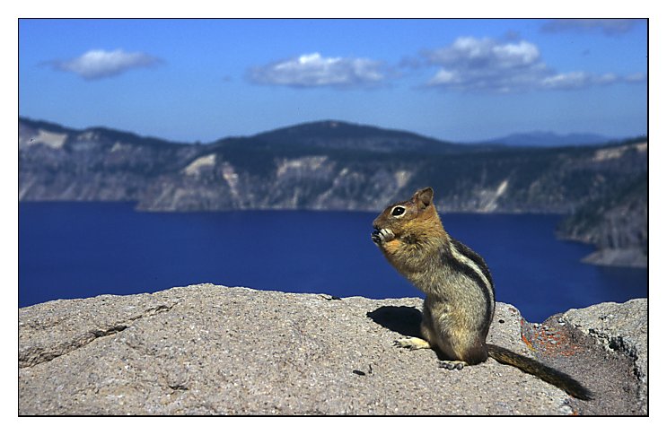 Amerikanisches Streifenhörnchen am Crater Lake