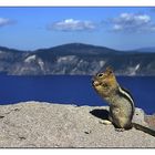 Amerikanisches Streifenhörnchen am Crater Lake