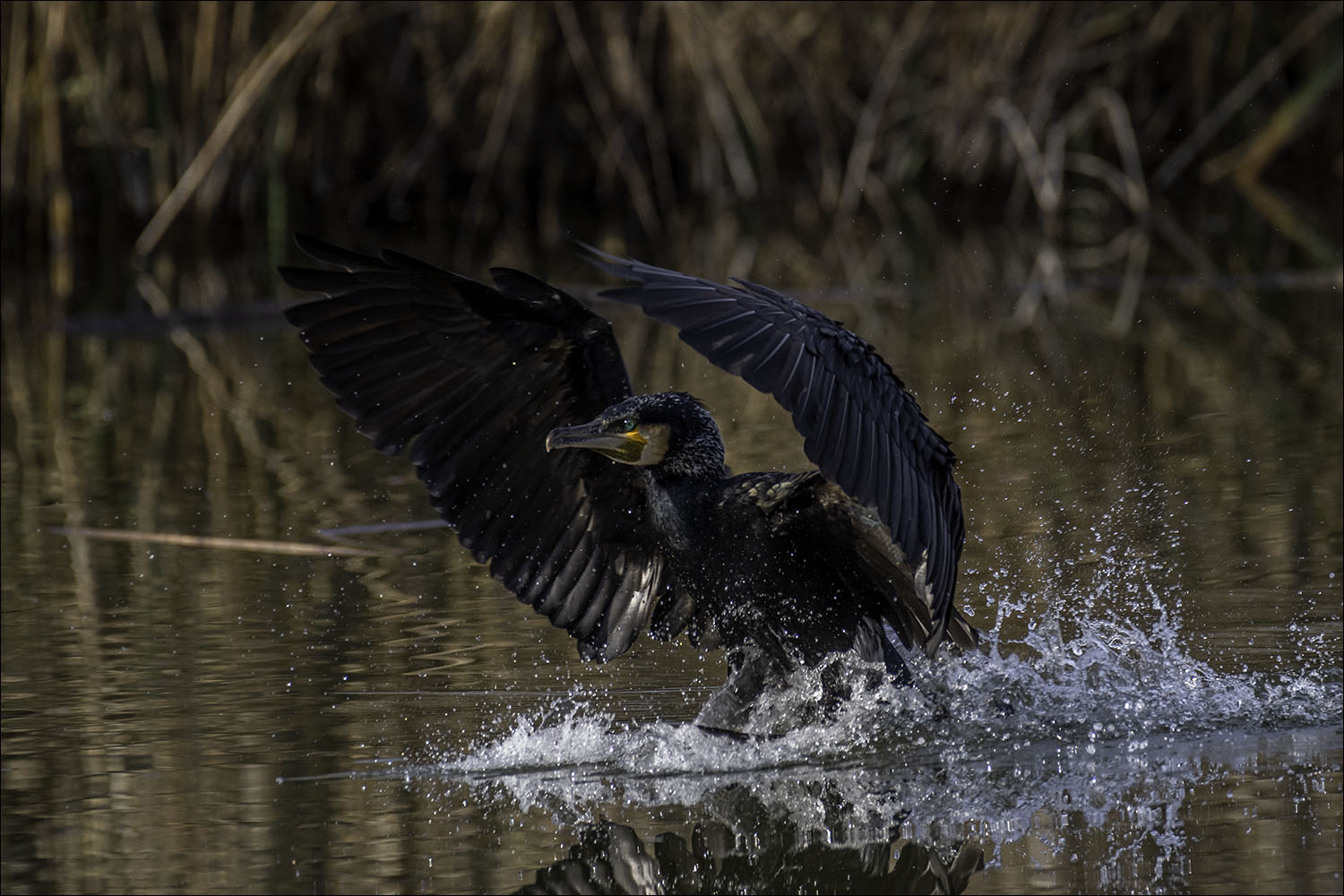 Amerissage Cormoran