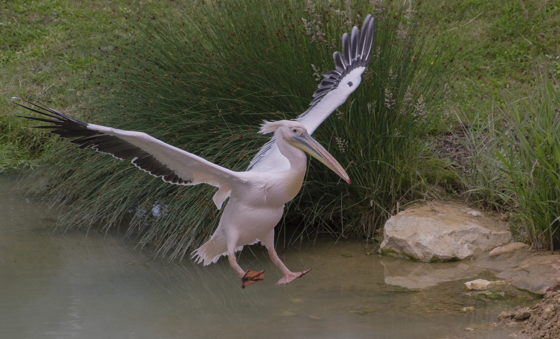 Amerissage imminent (Pelecanus onocrotalus, pélican blanc)