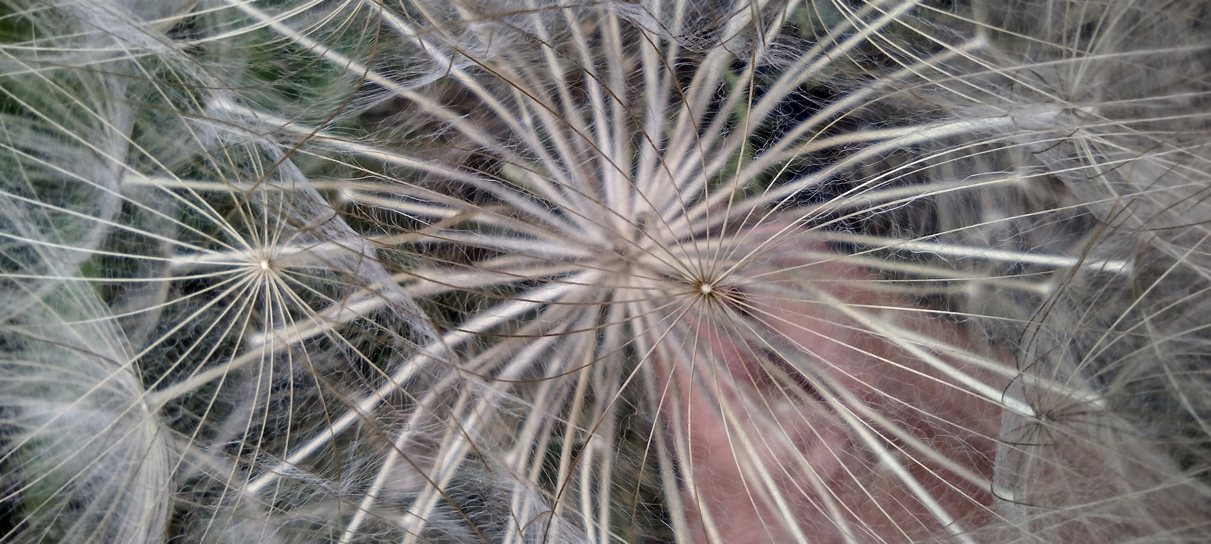 Amethyst grass seed