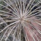 Amethyst grass seed