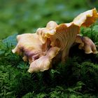 Amethyst-Pfifferling, Cantharellus amethysteus