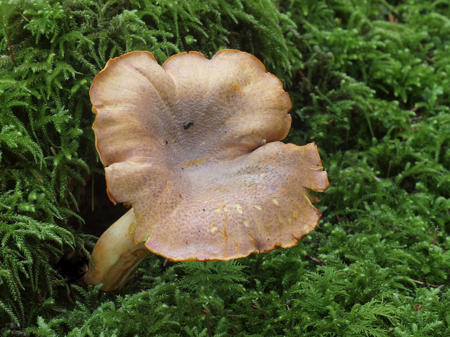 Amethyst-Pfifferling (Cantharellus amethysteus)