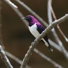 Amethyst Starling - Cinnyricinclus Leucogaster