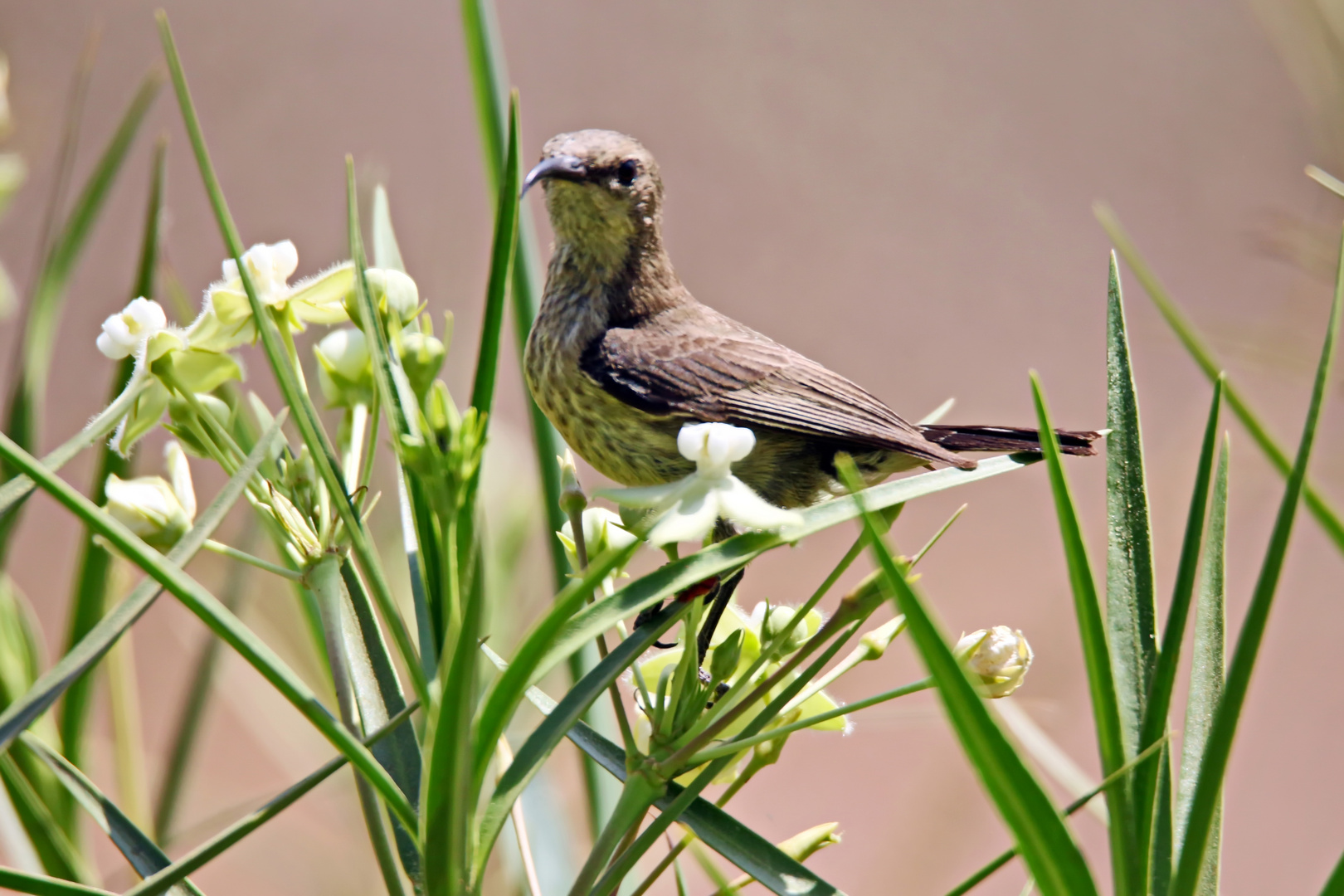 Amethyst Sunbird