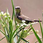 Amethyst Sunbird