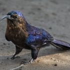 Amethyst Sunbird ?