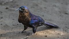 Amethyst Sunbird ?