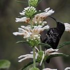 Amethyst Sunbird, Männchen