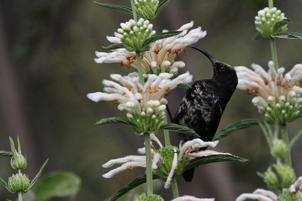 Amethyst Sunbird, Männchen