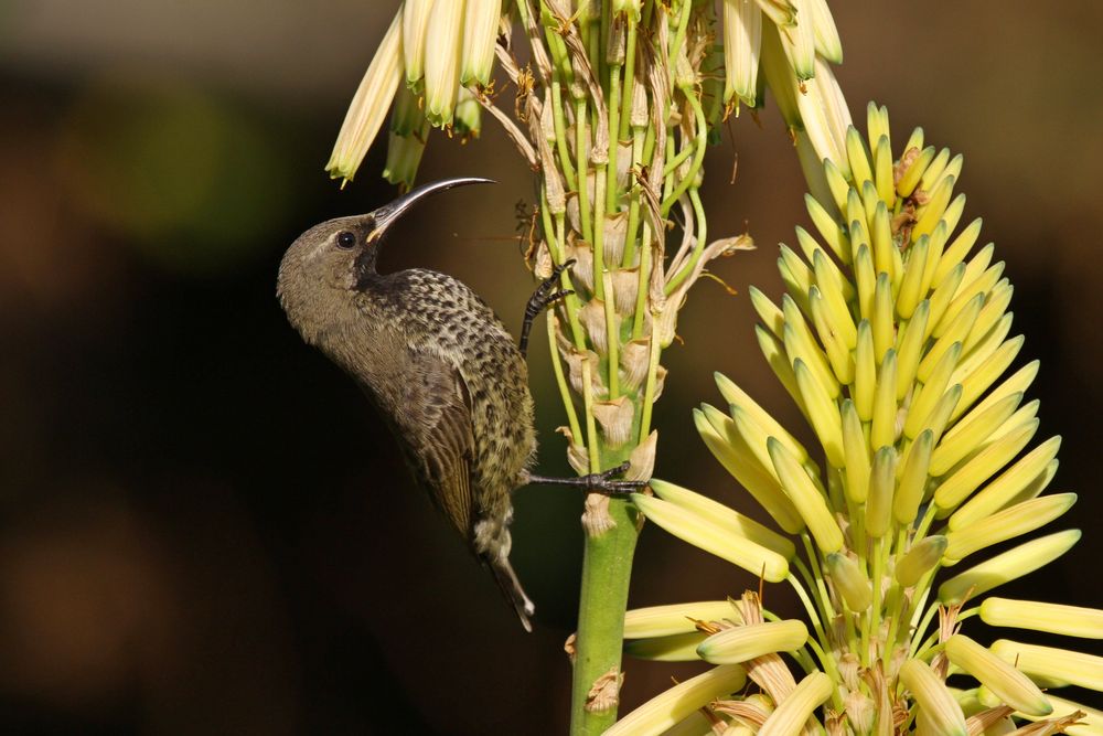 Amethyst Sunbird, Weibchen