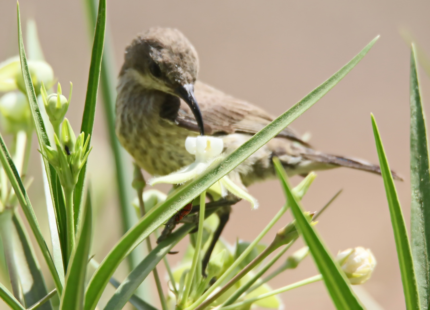 Amethyst Sunbird,Nr.1