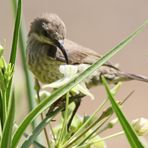 Amethyst Sunbird,Nr.1