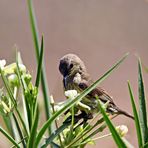 Amethyst Sunbird,Nr.2