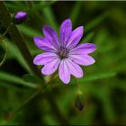 Amethyst unter den Wiesenblumen