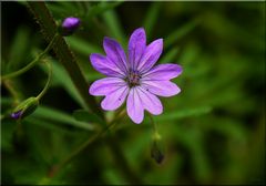 Amethyst unter den Wiesenblumen