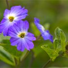 Amethyst Veilchenstrauch (Browallia americana)