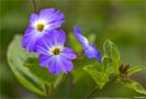 Amethyst Veilchenstrauch (Browallia americana) von Thomas Ripplinger 