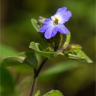 Amethyst Veilchenstrauch (Browallia americana).