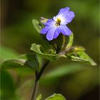 Amethyst Veilchenstrauch (Browallia americana).