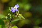 Amethyst Veilchenstrauch (Browallia americana).. von Thomas Ripplinger 