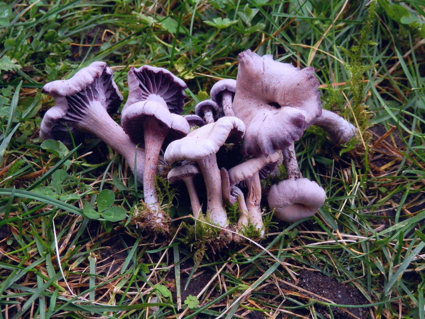 Amethystblauer Lacktrichterling (Laccaria amethystea)