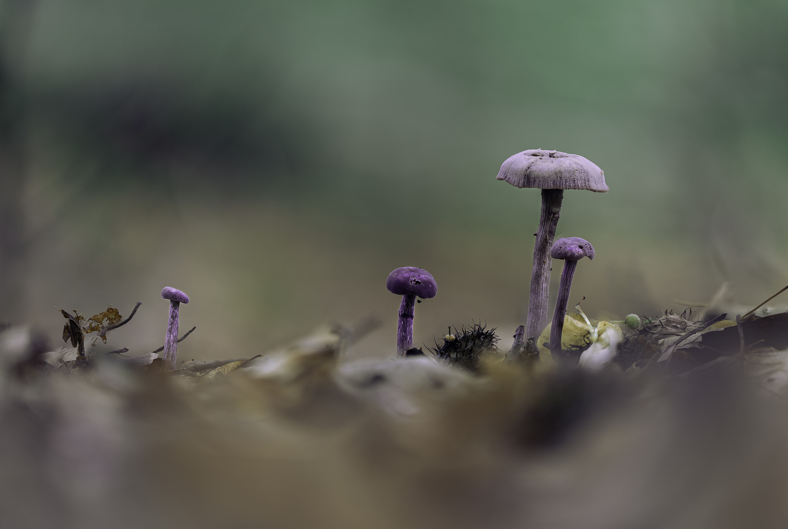 Amethystblauer Lacktrichterling (Laccaria amethystina)