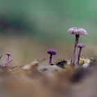 Amethystblauer Lacktrichterling (Laccaria amethystina)