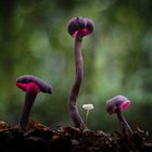 Amethystblauer Lacktrichterling (Laccaria amethystina)